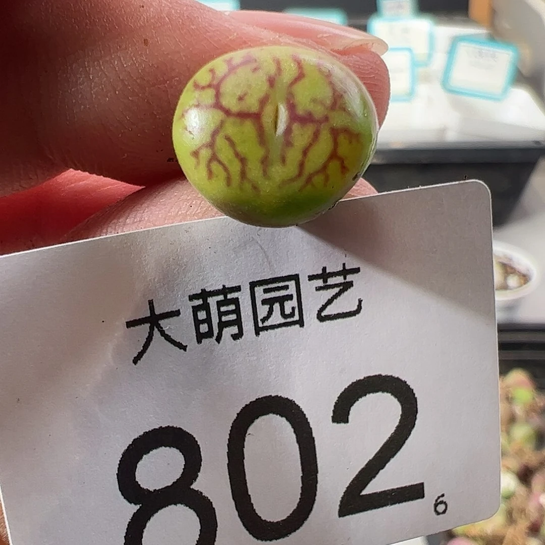 0000802 一物一拍……