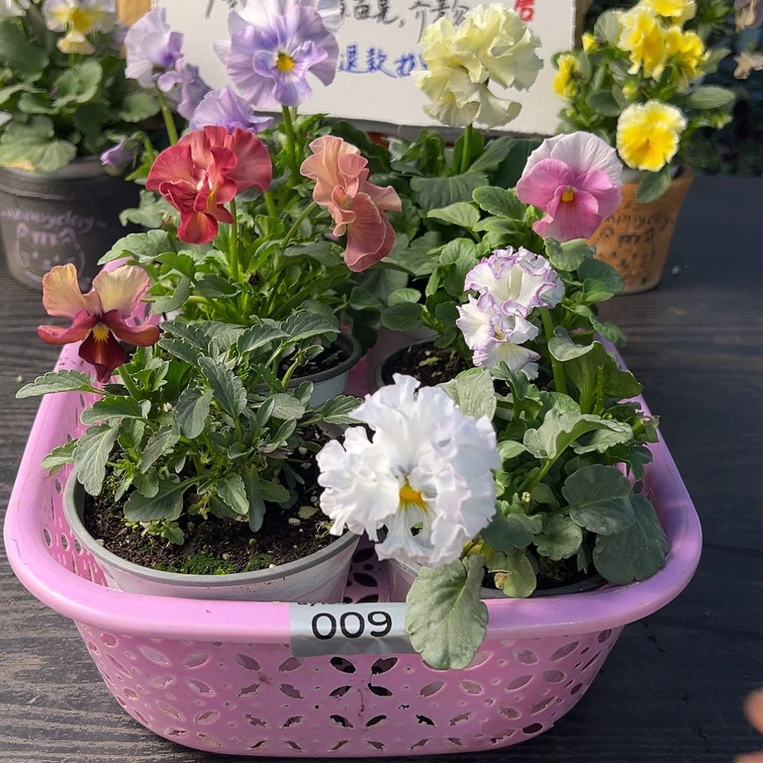 大部分花苞少量开放009号