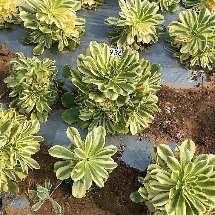 烈****?多肉植物法师936.937欣尼亚