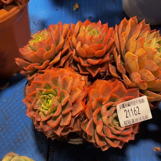 沉**切贝拉21162多肉