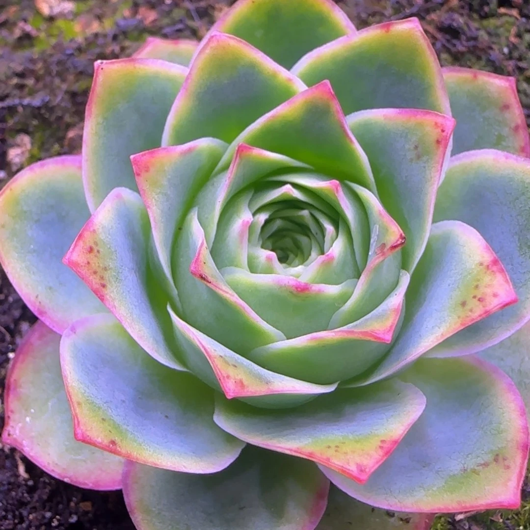 非烟玫瑰4.8厘米11424242434353