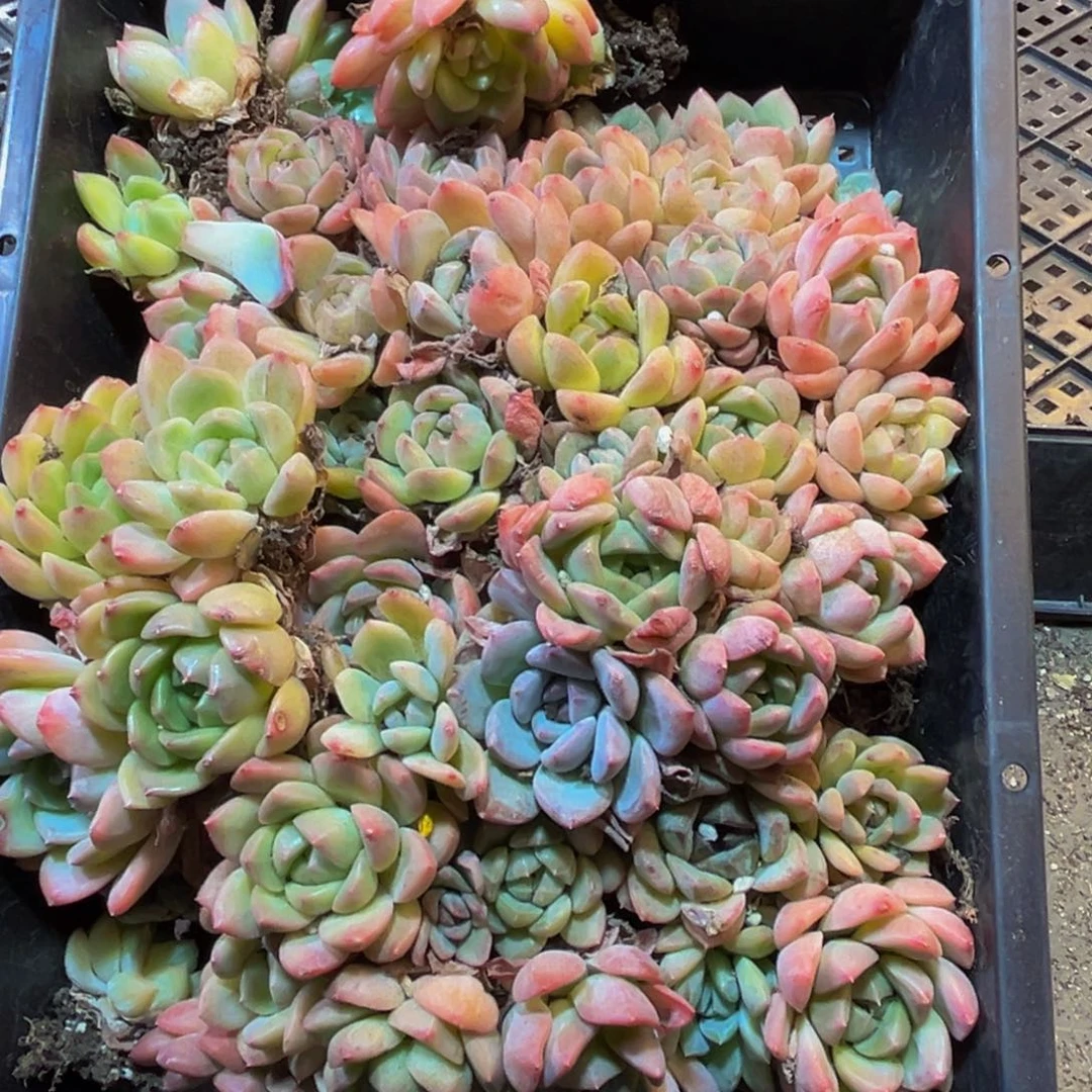 677；反反复复个方法vv个