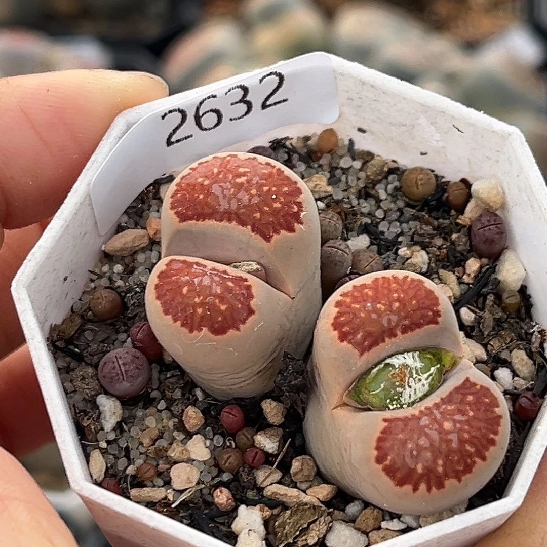 一物一拍菊母本2632连盆