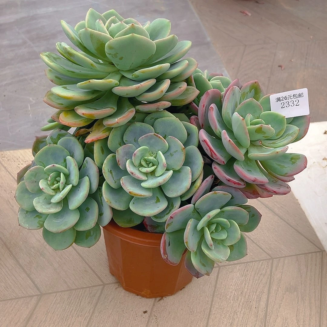 丝***）2332白月光多肉植物多肉