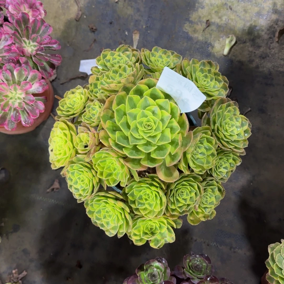 多肉植物594雨荷法师