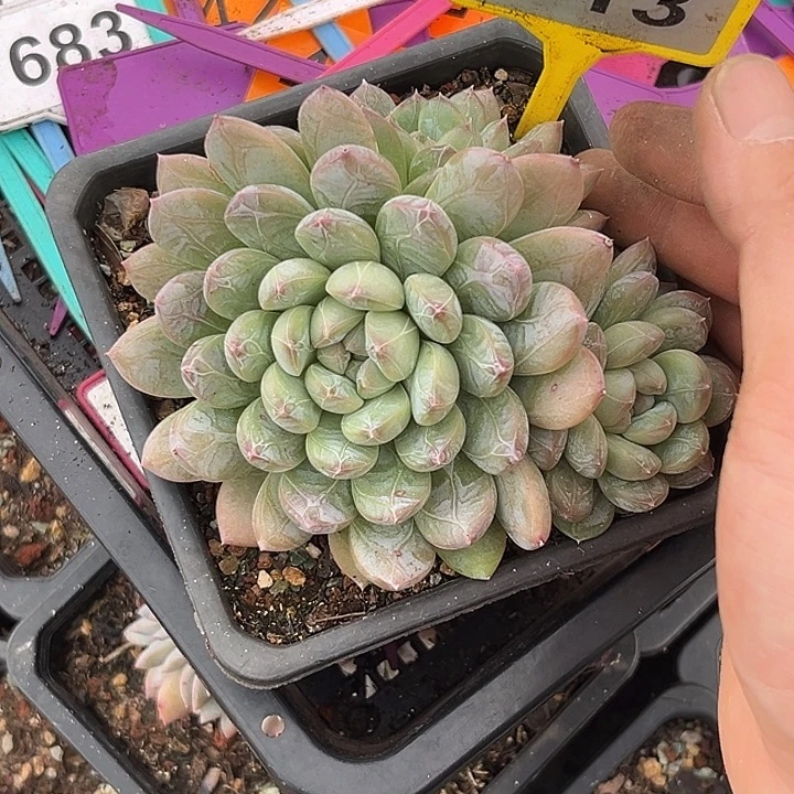 多肉植物百搭翡翠913