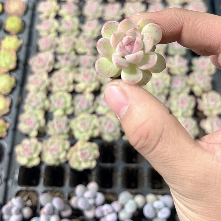 琴心 满10颗包邮