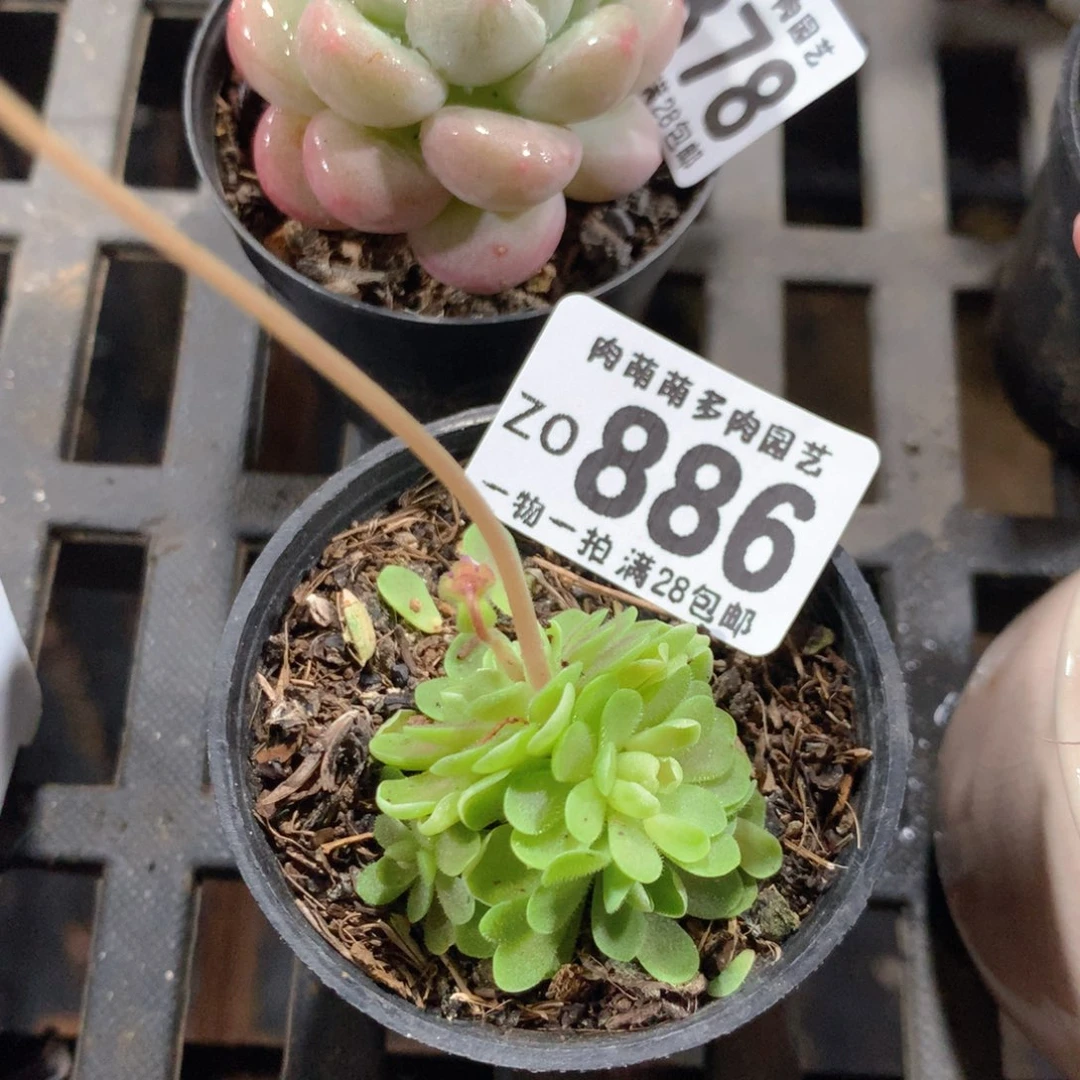 5CM拇指盆精控多肉ZO886