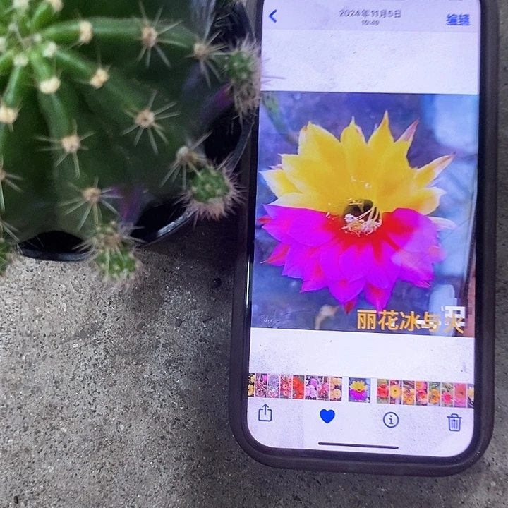 冰与火丽花，5公分左右