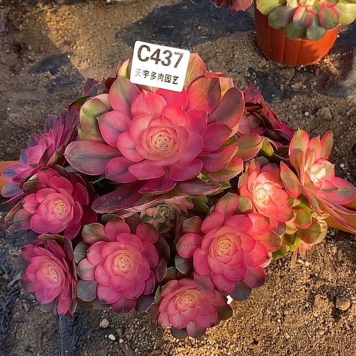 多肉植物荔枝437多肉