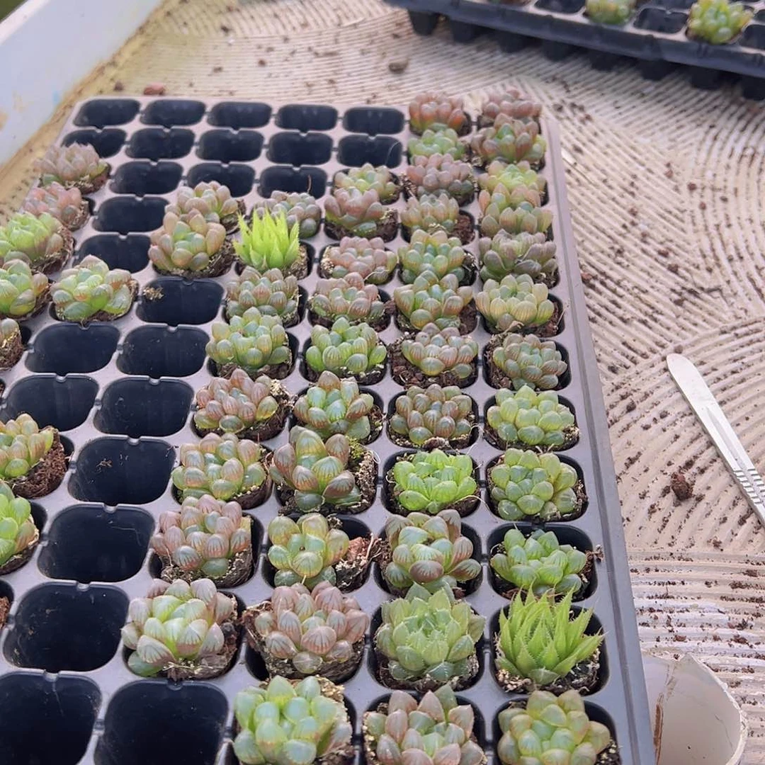 105孔玉露15颗全黑色带穴盘量拍