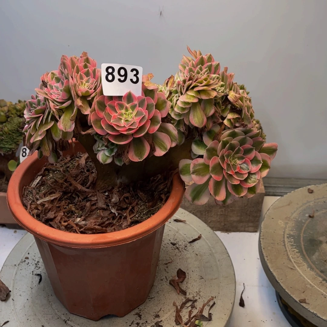 多肉植物倾城缀893