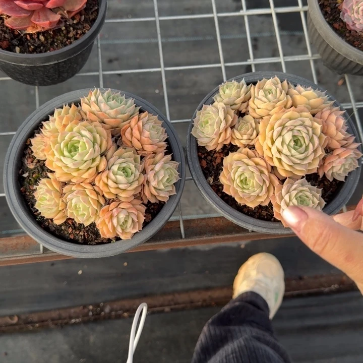昂丝诺多肉植物绿植
