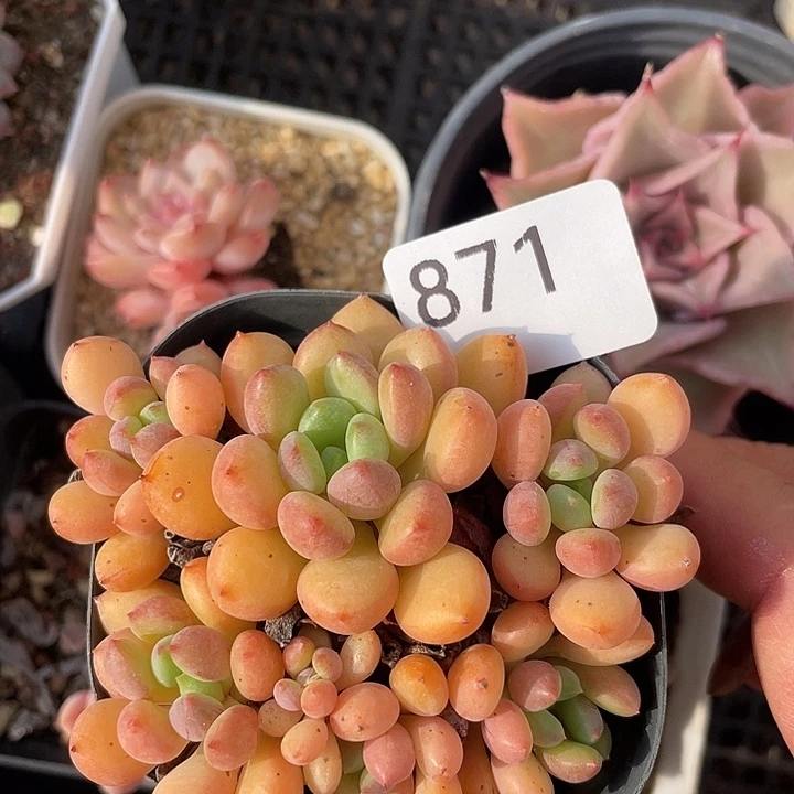 871。 珊瑚。
