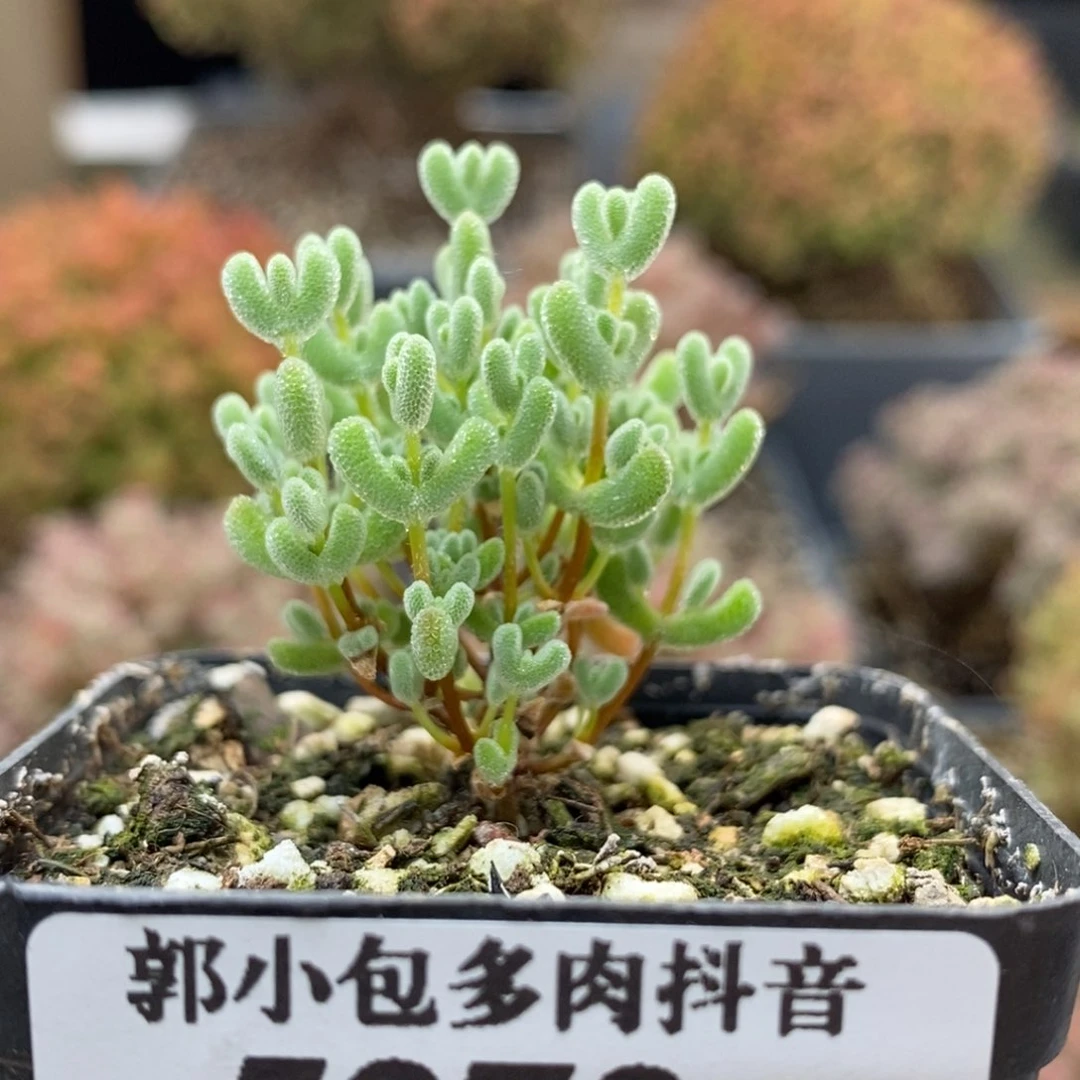 实生莱斯5272枝干番杏