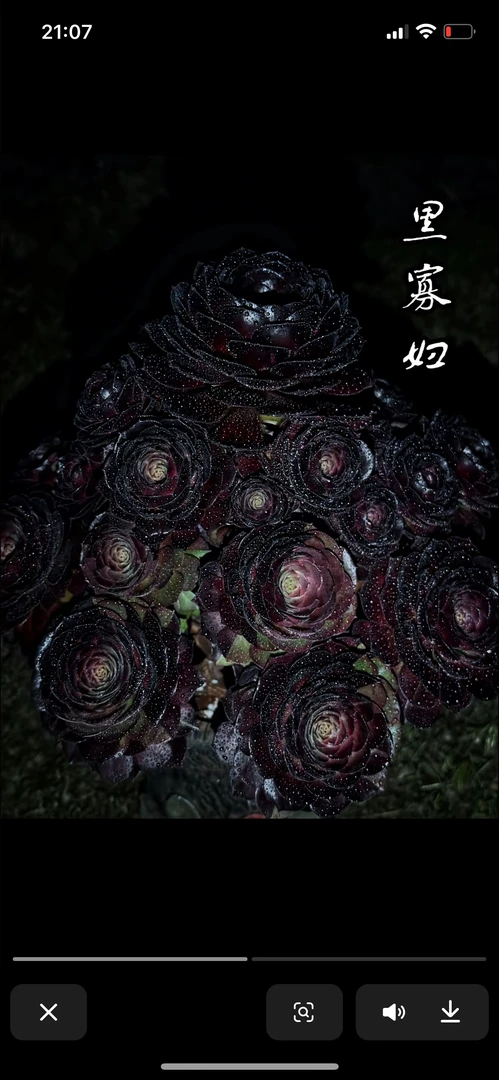 多肉植物黑美人黑骑士法师锦