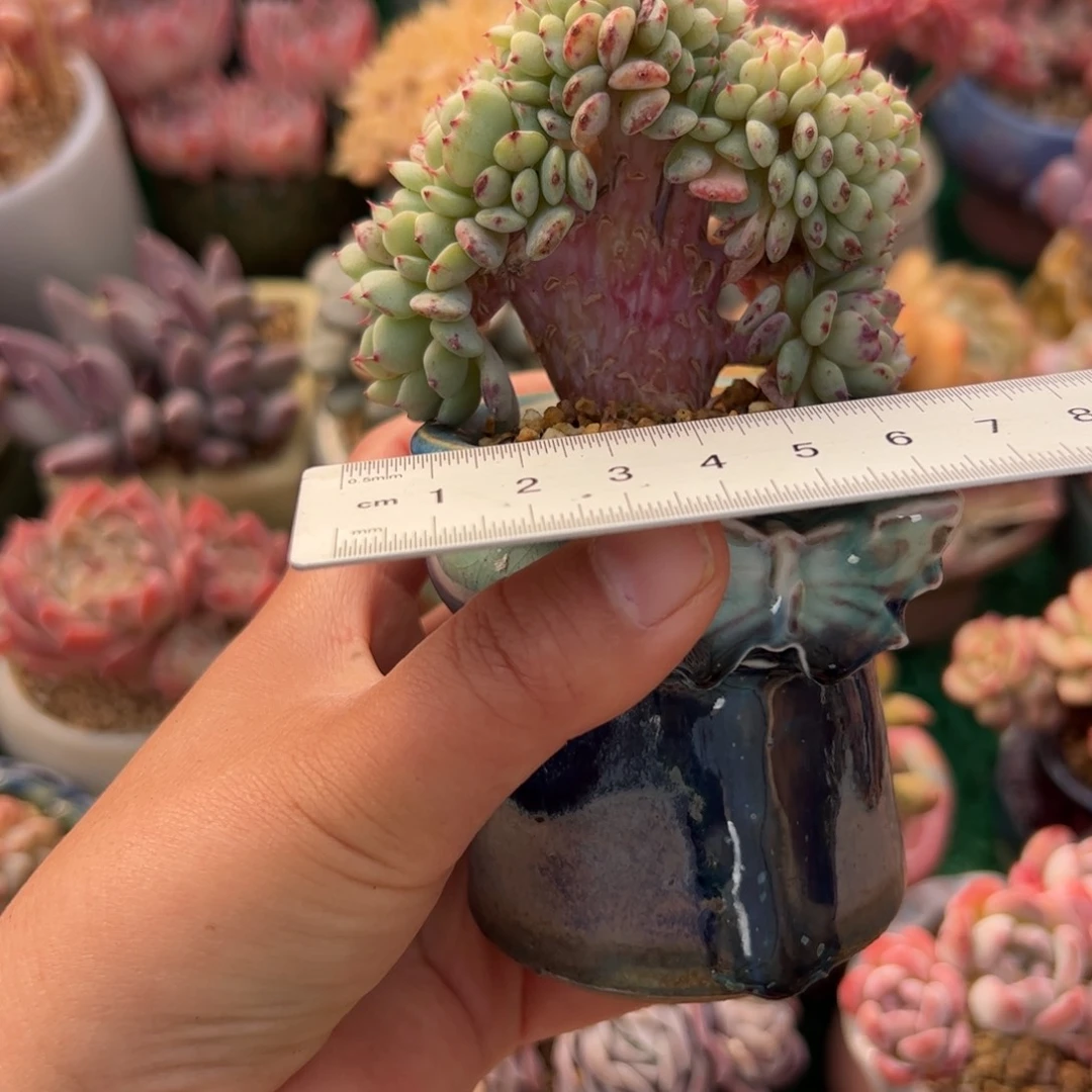 ℳ****524多肉植物组合盆栽