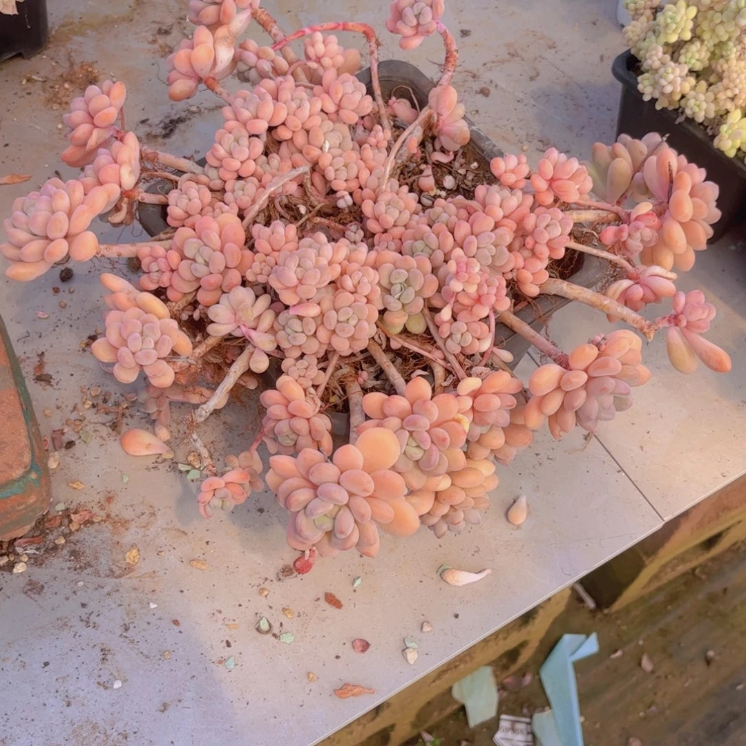 达芙妮不包整03102多肉植物