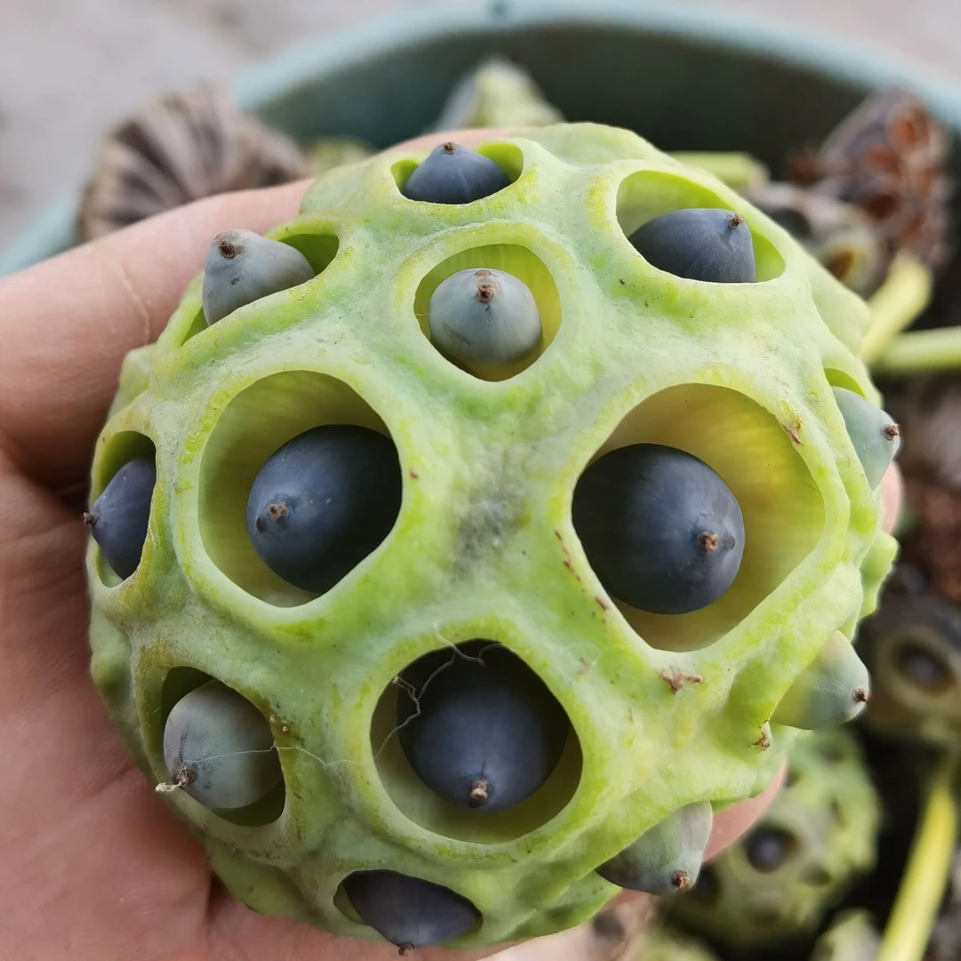 碗莲种子小微型碗莲种子