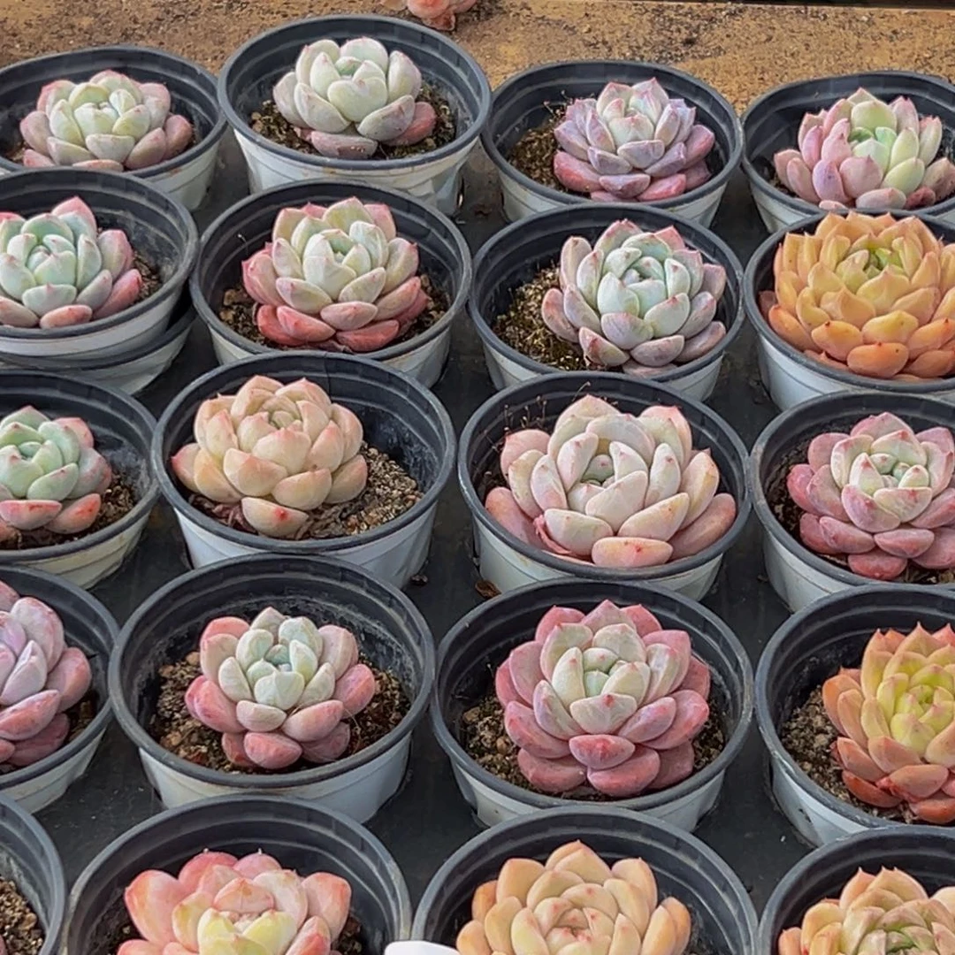 960多肉葡萄领导人物简介