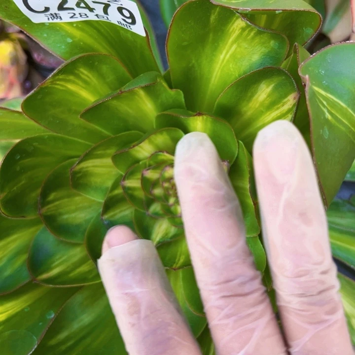 余**恙2479多肉植物法师法师