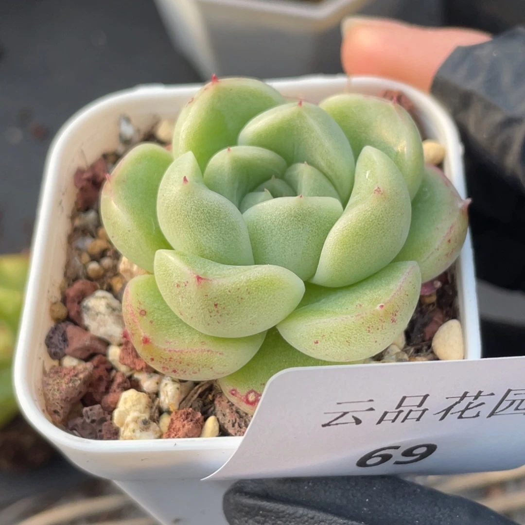 69号糖心冰心珍妮 珍妮