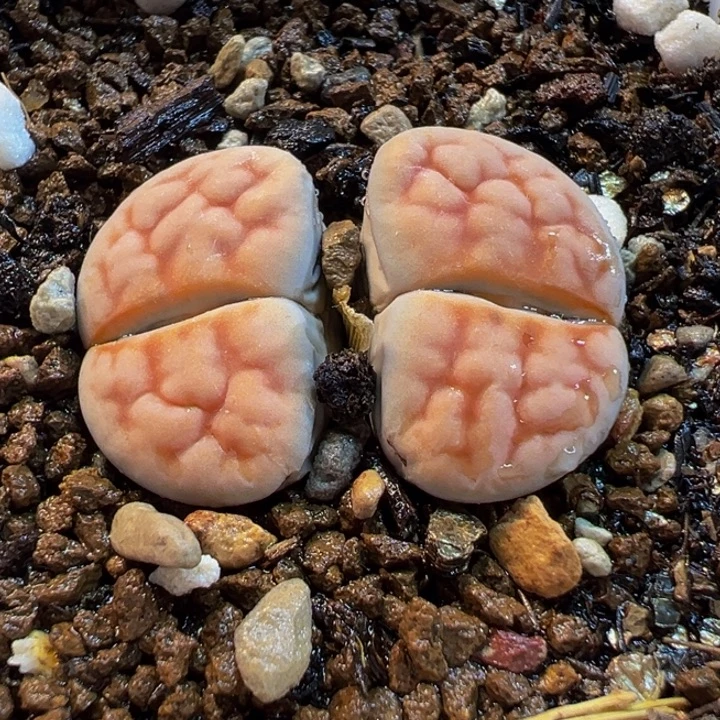 785多肉植物种类多样