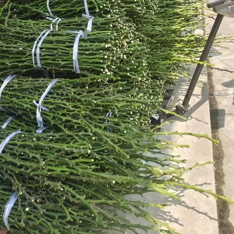 啊密达早熟柑橘嫁接枝条(爱媛46)
