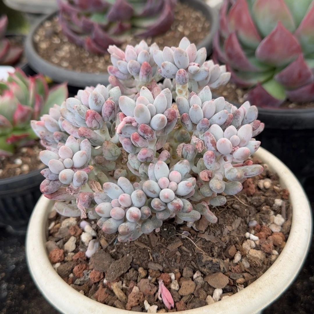 手指一物一拍包装收缩花旱