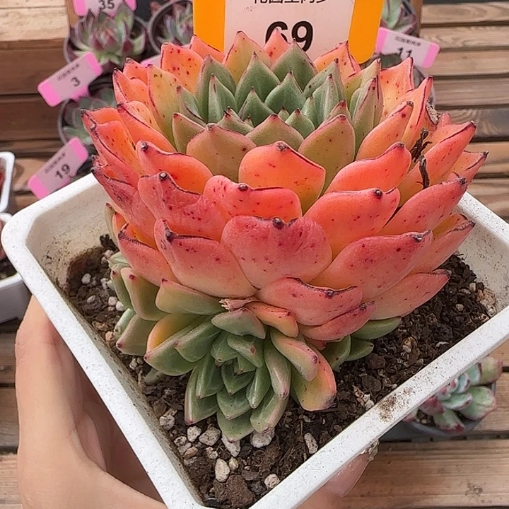 锁***儿69断点多肉植物带侧芽