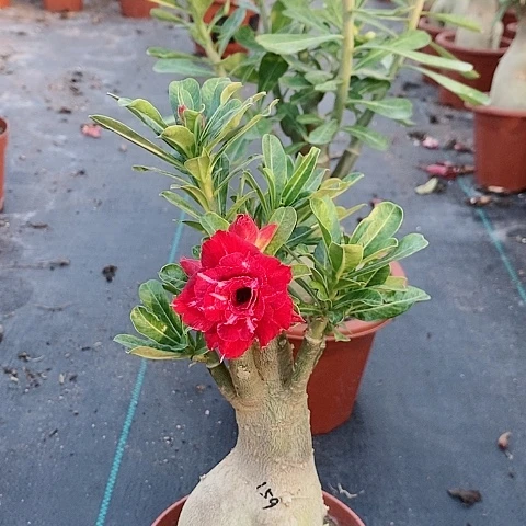 【闪购商品】无花朵健**福