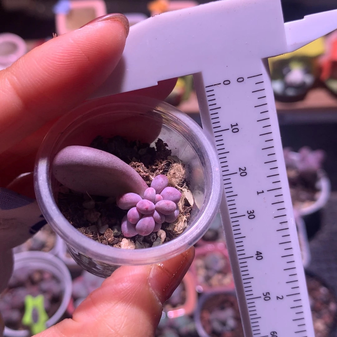 韩国彩虹群生韩国彩虹