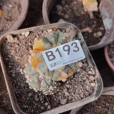 当前无花栽培后可以开花涵*193仙人球