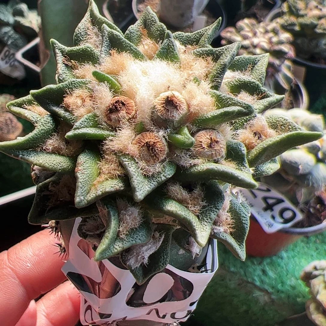 勃氏龙角牡丹203