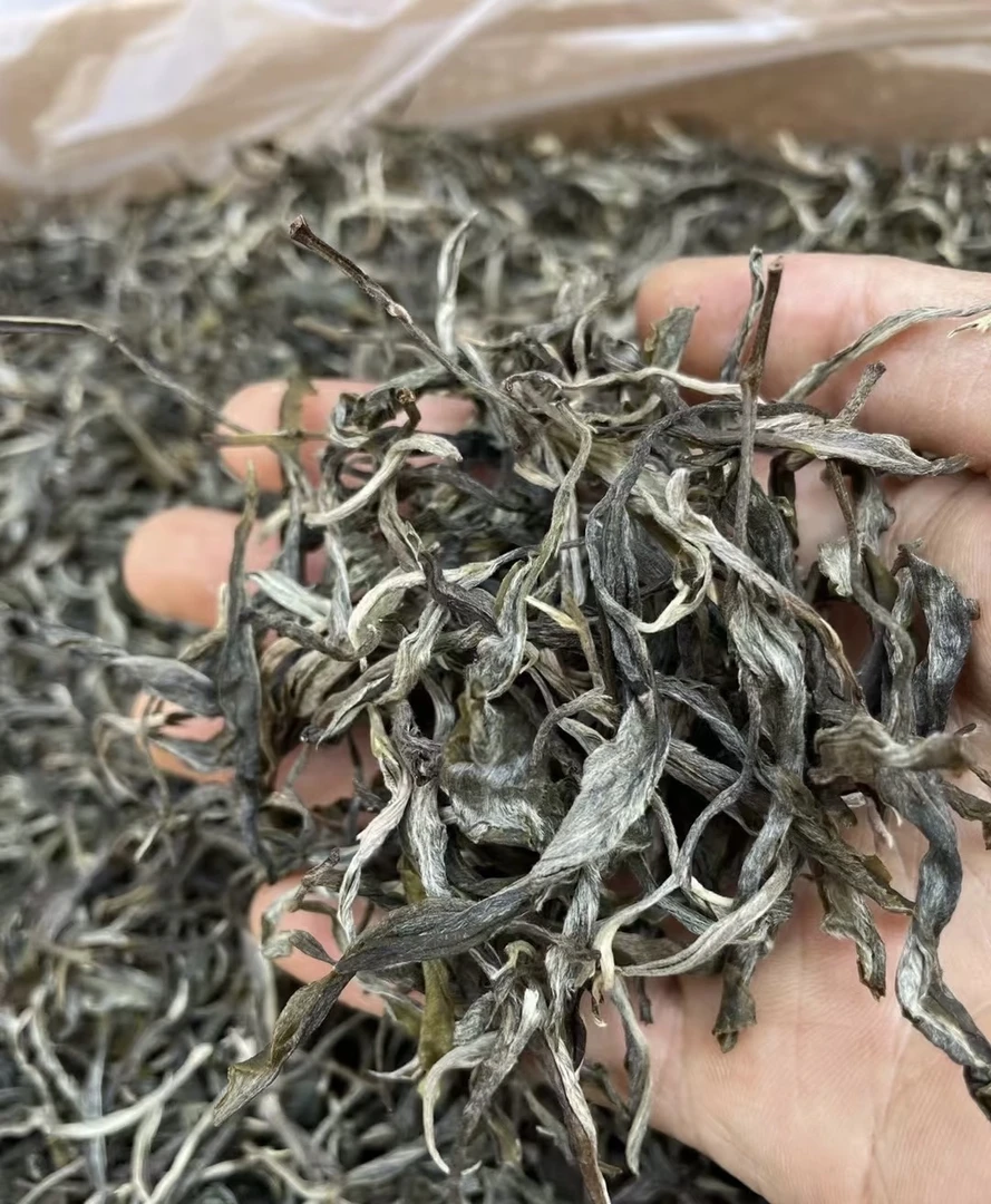 2025年大户赛头春混采【大树地块】普洱生茶散茶