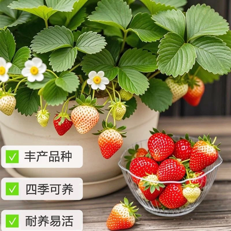 草莓盆栽带果可食用阳台室外好养奶油草莓大苗盆栽四季开花绿植物