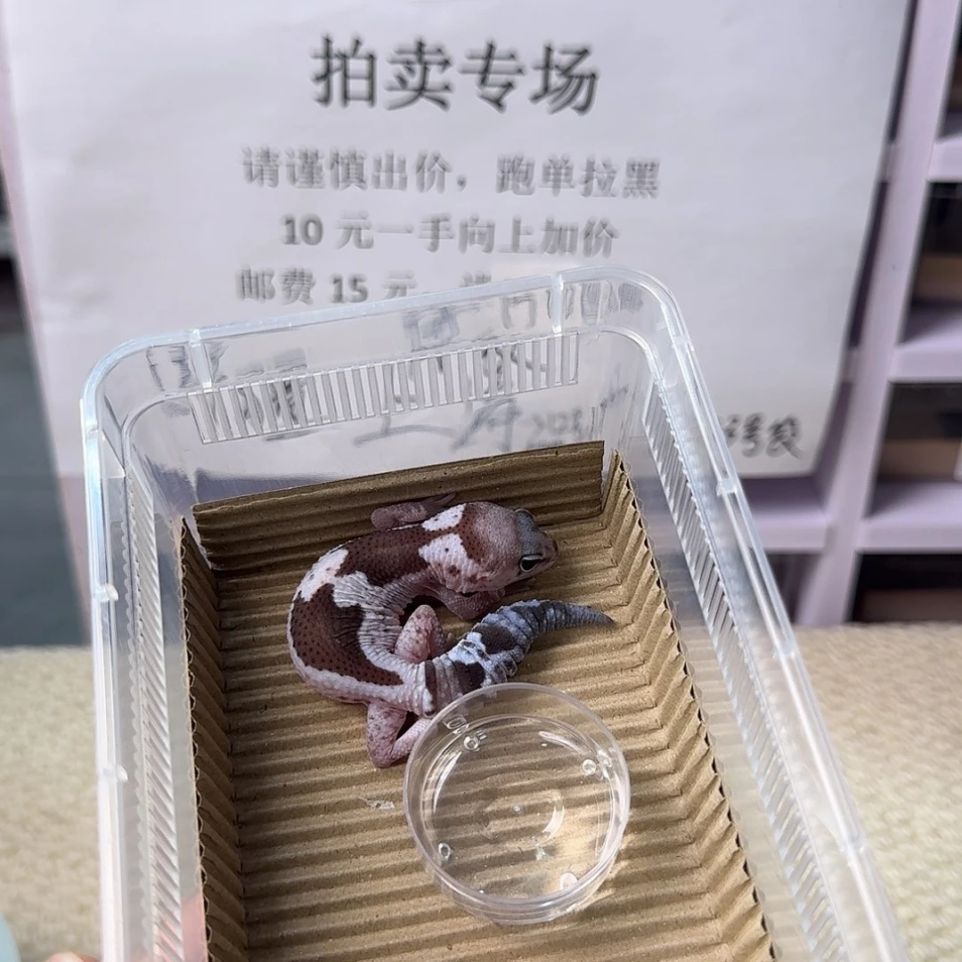 肥尾守宫奥利奥祖鲁 妹妹