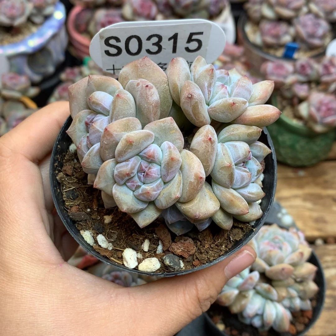 S0315 突尼斯 背景同款