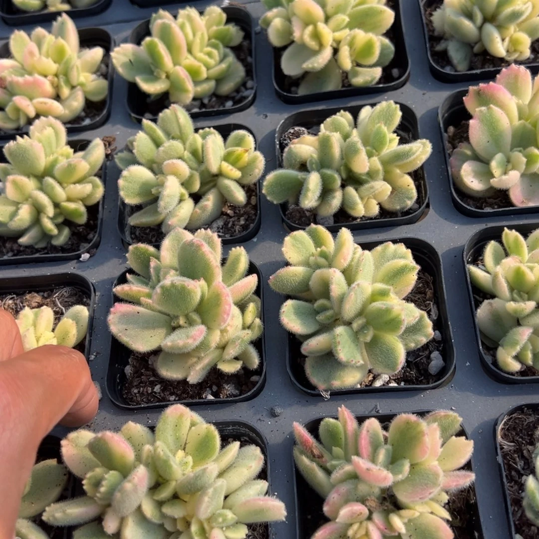 白熊一颗量拍多肉满18元包邮下午发货