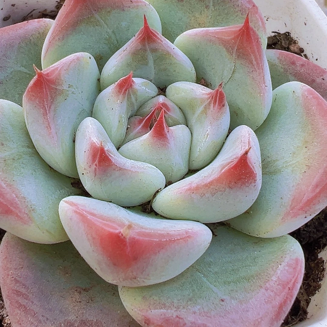 婚戒19包邮多肉植物图案