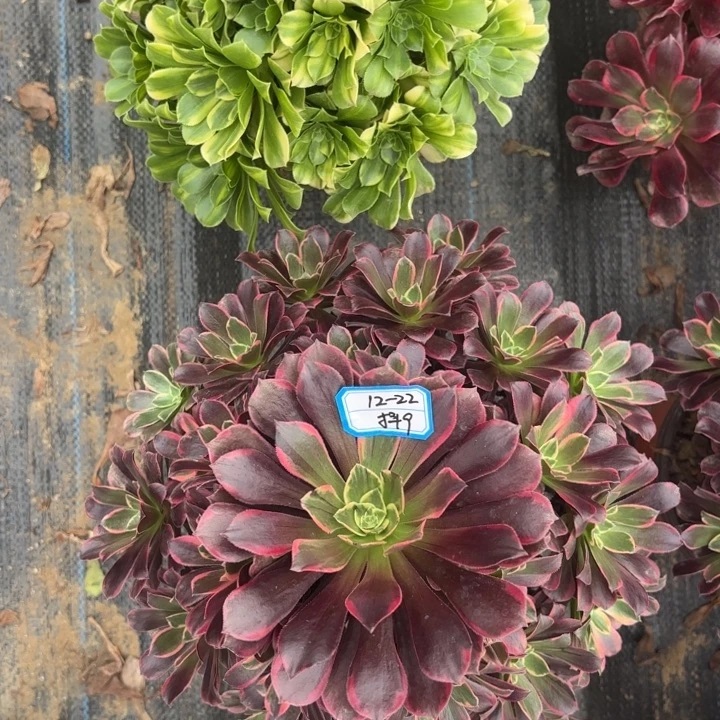 两颗多肉法师不包损9