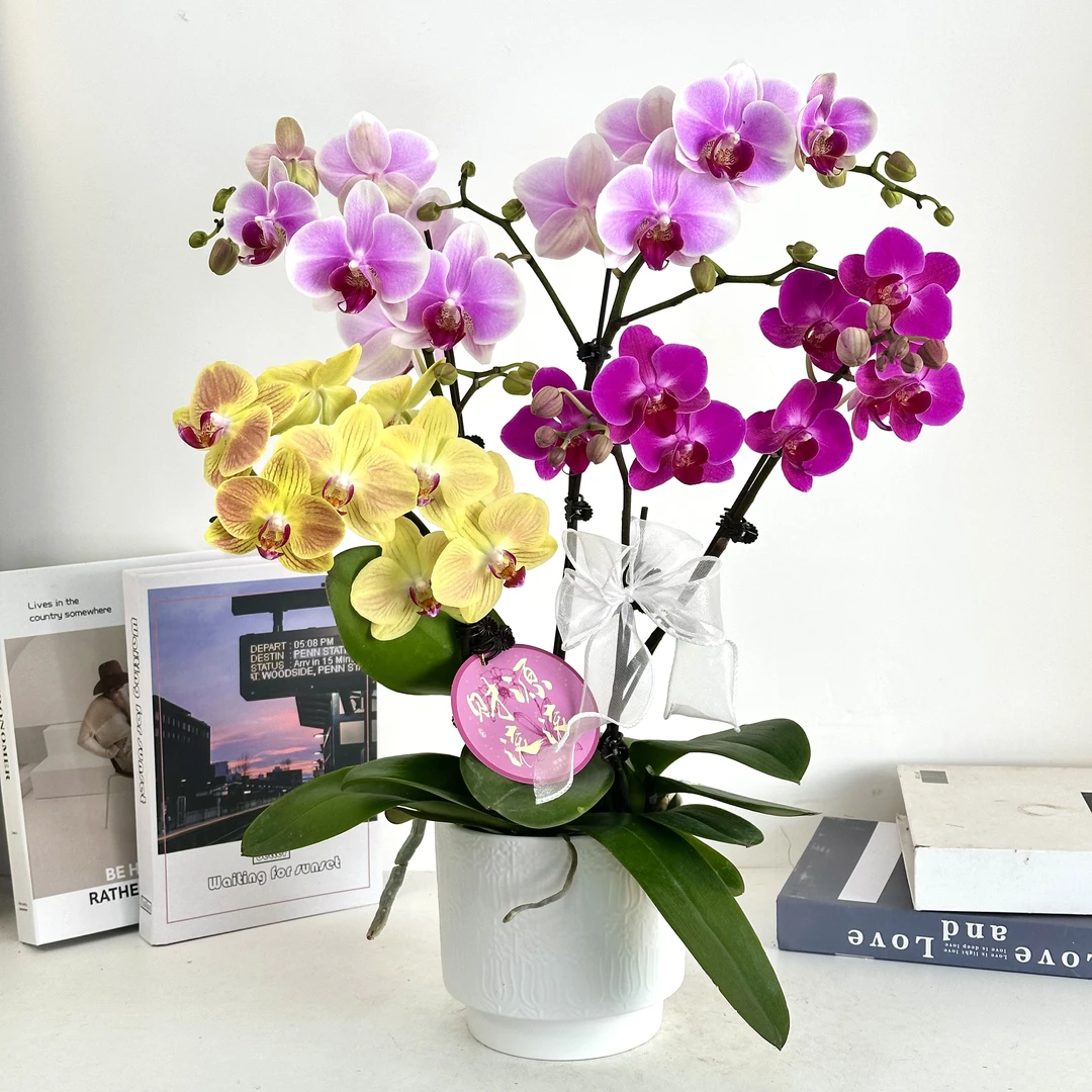 妗画【繁花似锦】组盆室内蝴蝶兰花盆栽开花株 四季好养护绿植叶片