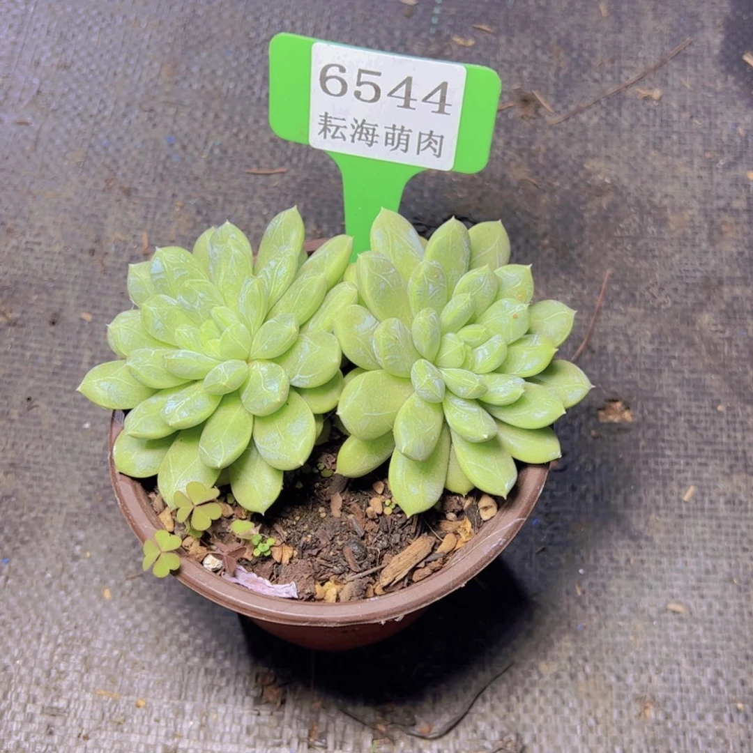 百搭翡翠6544多肉植物