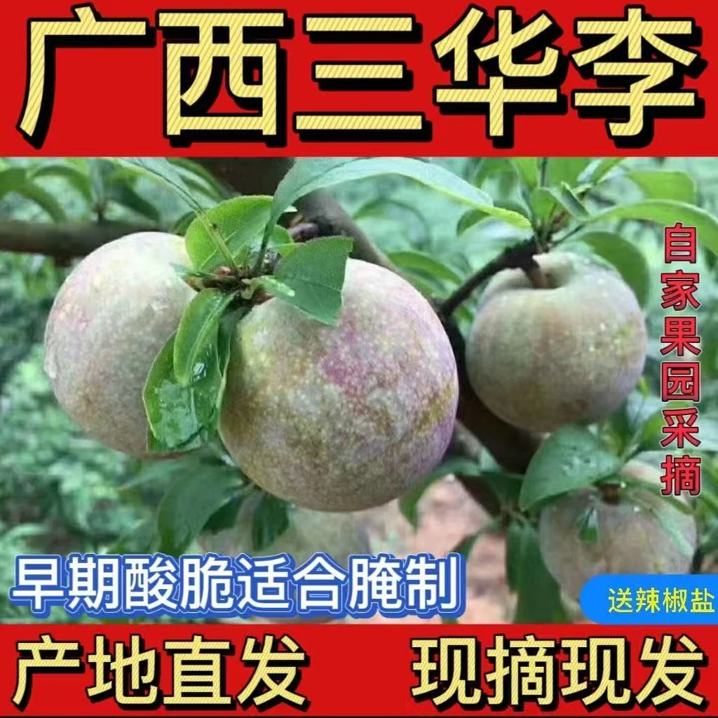正宗红心三华李高山老树新鲜采摘当季酸脆孕妇爱吃的水果
