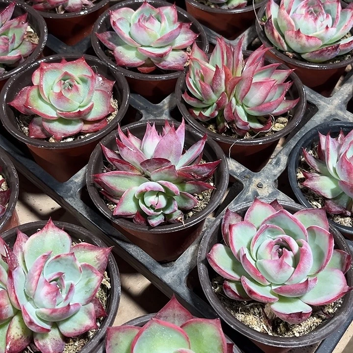 2棵惊鸿仙子多肉植物