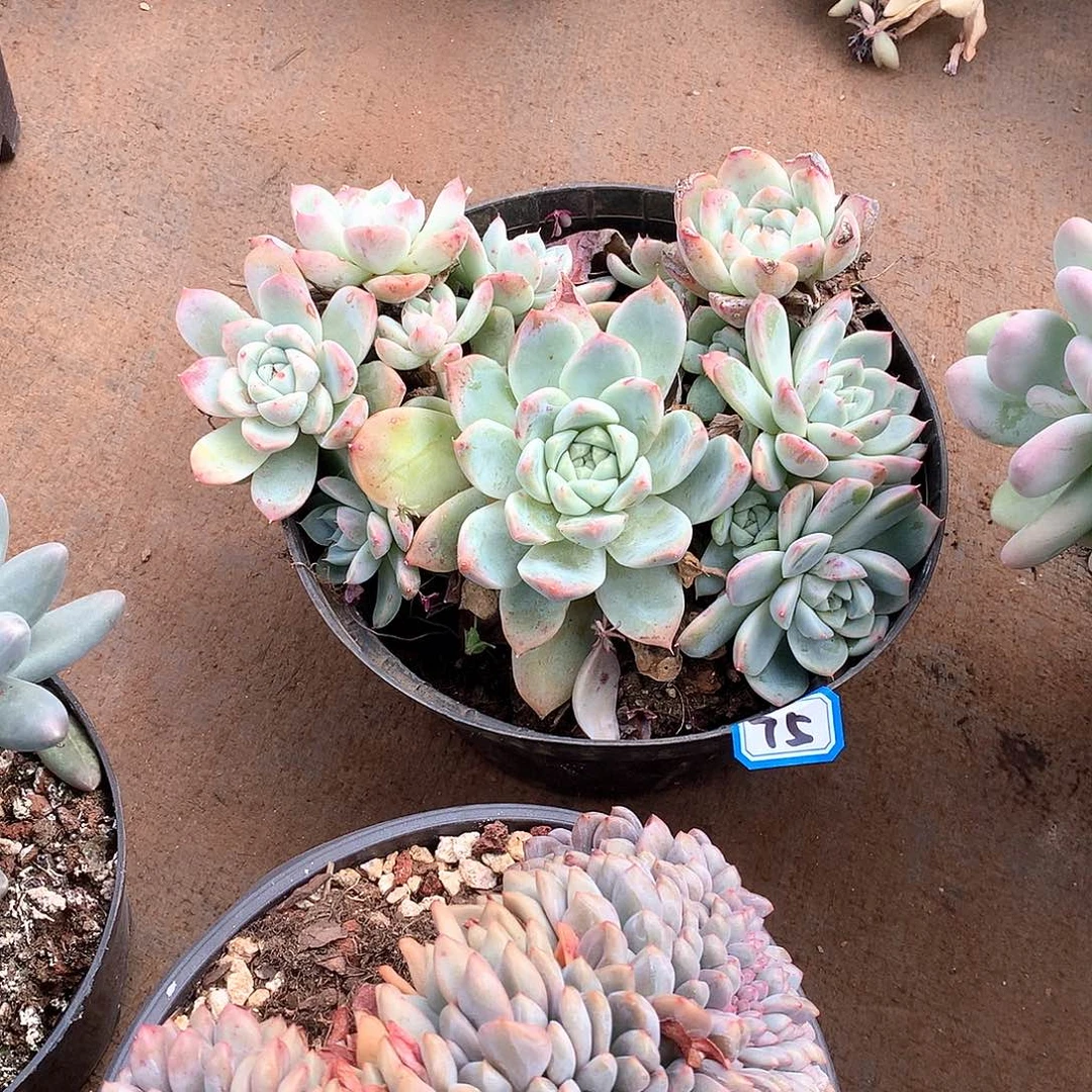 75阿尔巴 一物一拍多肉