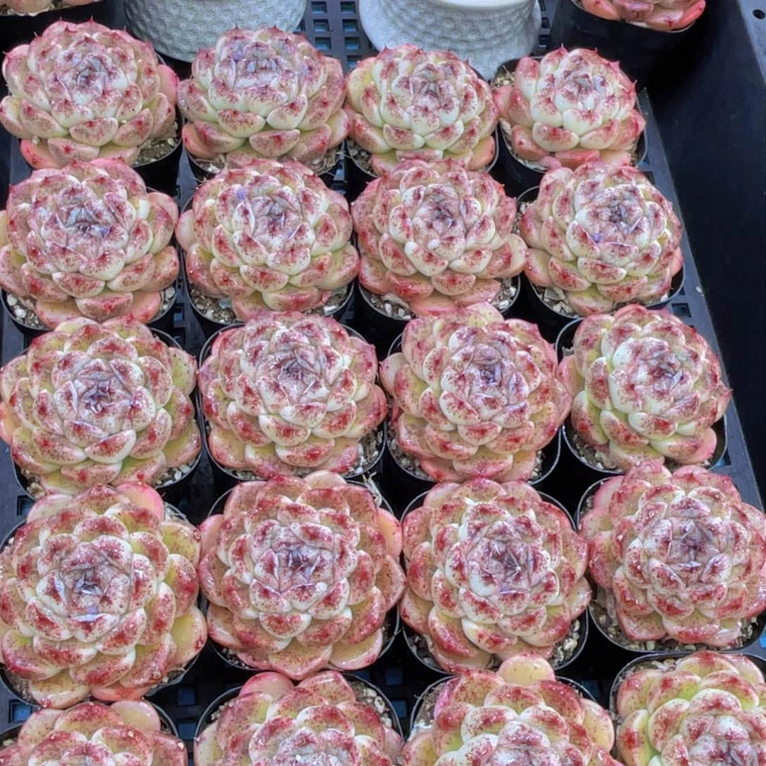 量拍40号黑森林大单头一个