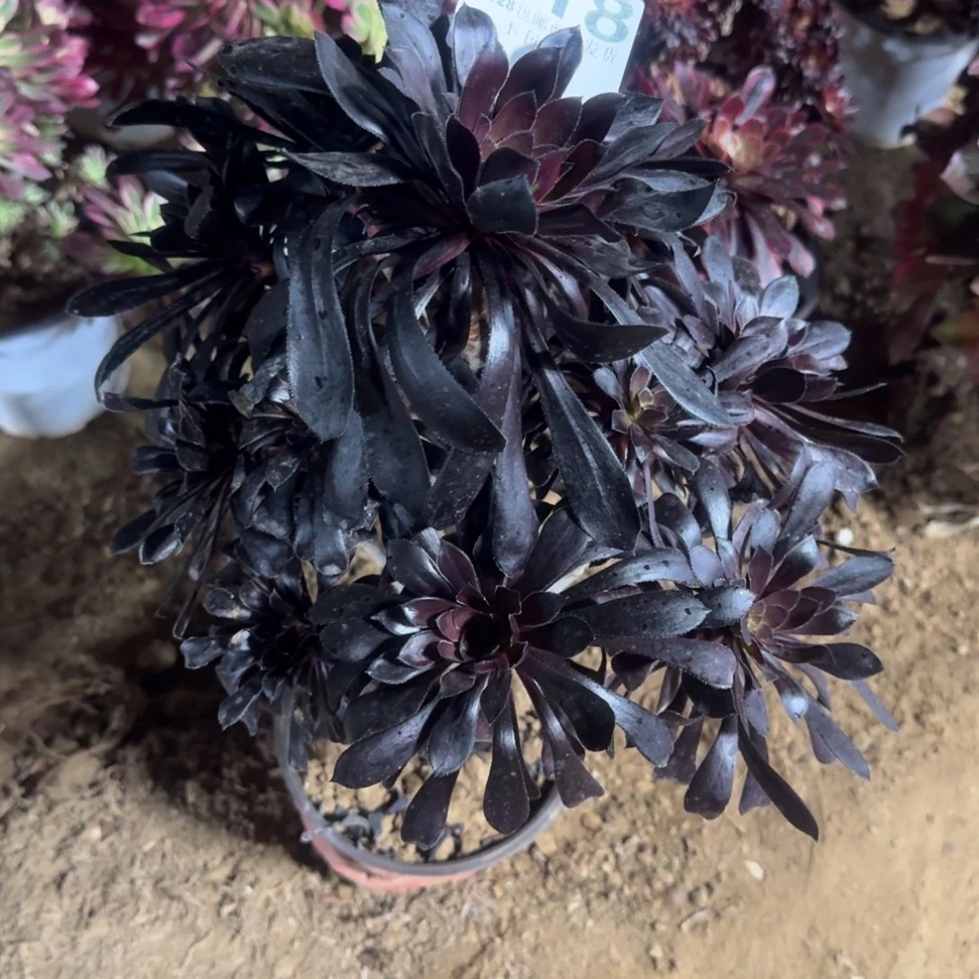 中*118号魔法师清棚不包损