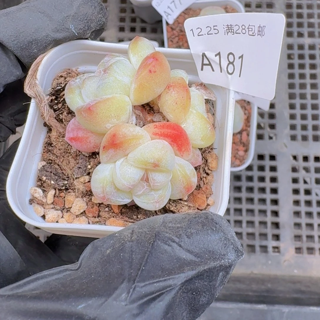 冰玉白透体带盆带土