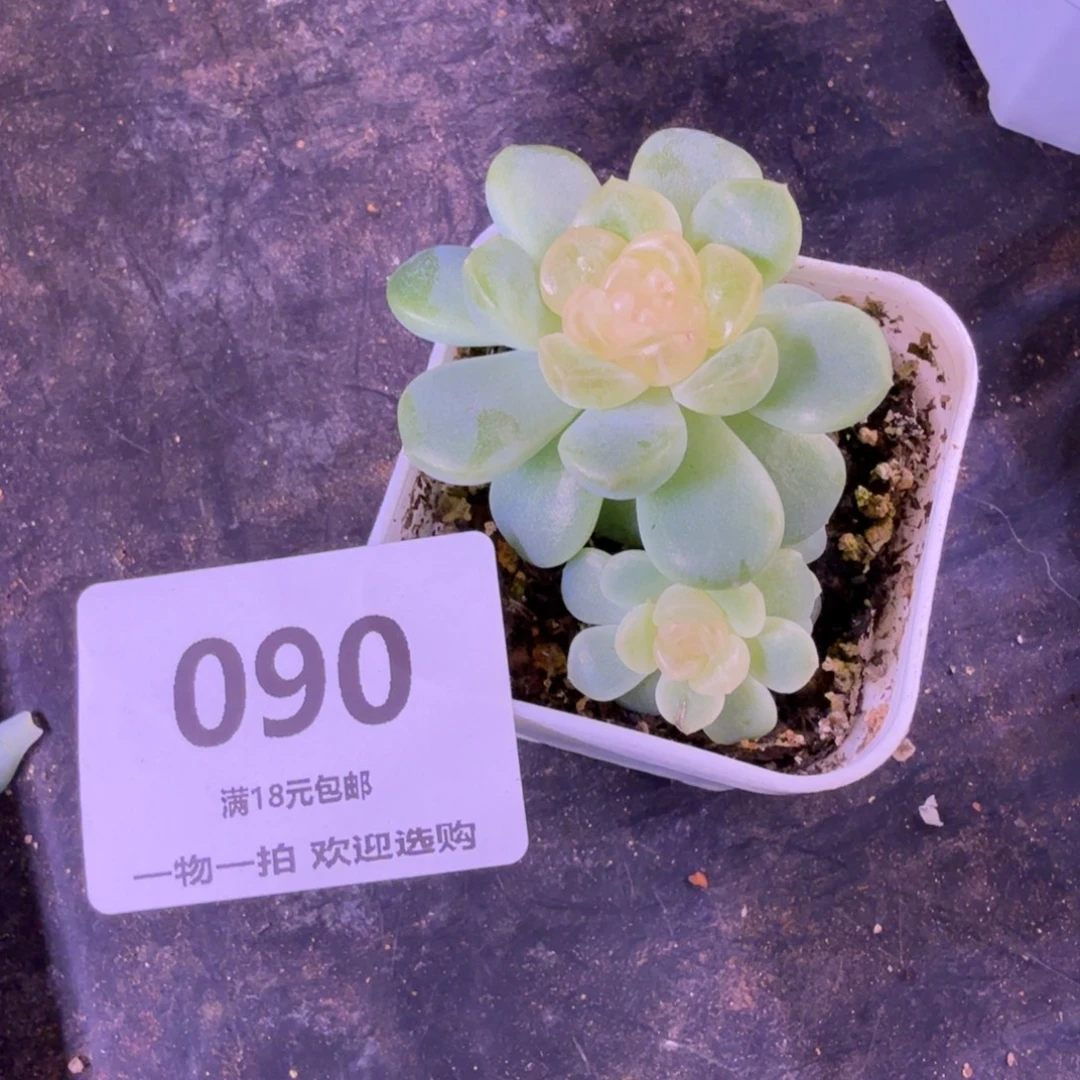 三头无尽灯一物一拍090